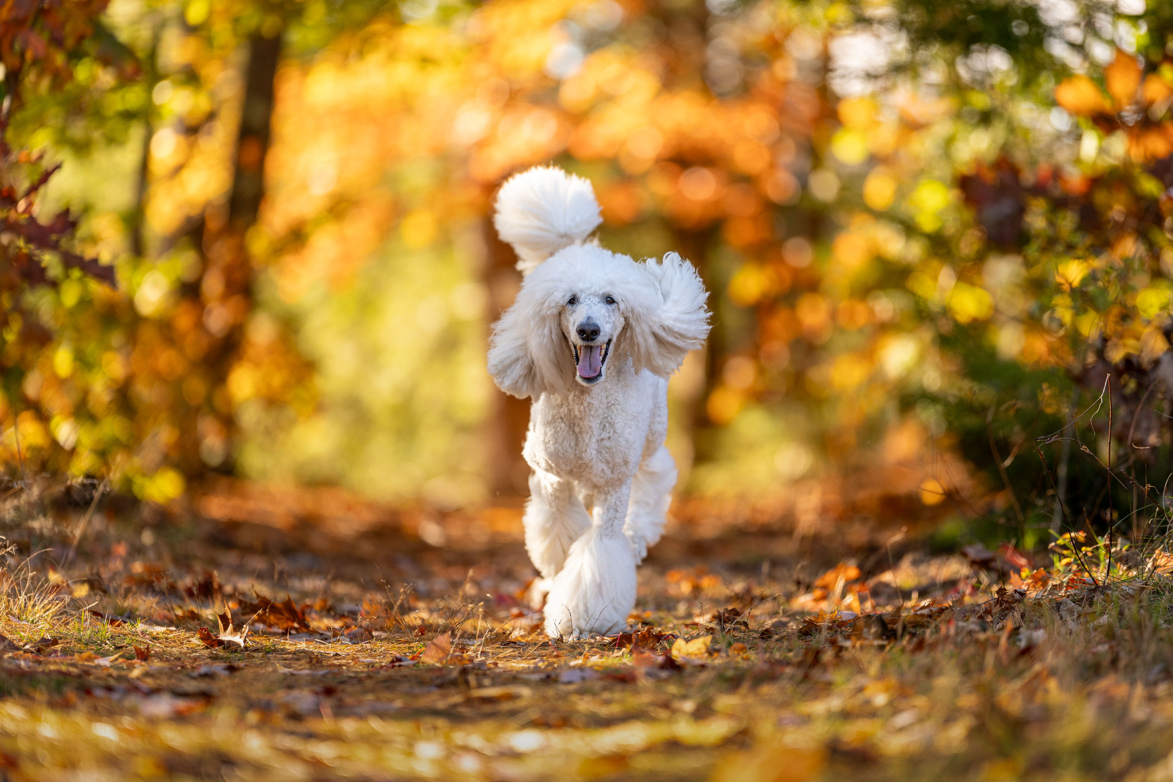 Professional pet portrait by Breen Photo