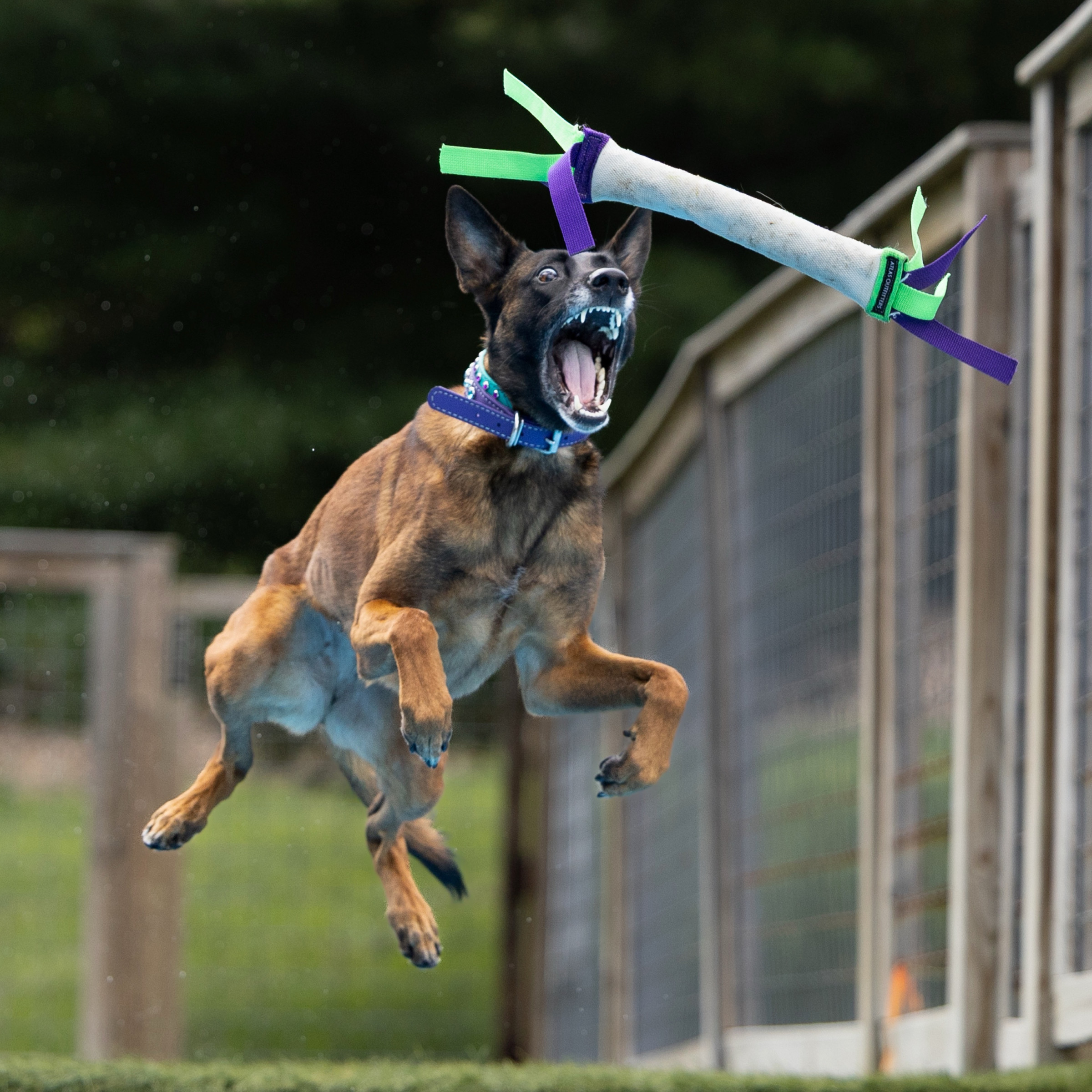 Dog leaping off dock into water at dock diving event
