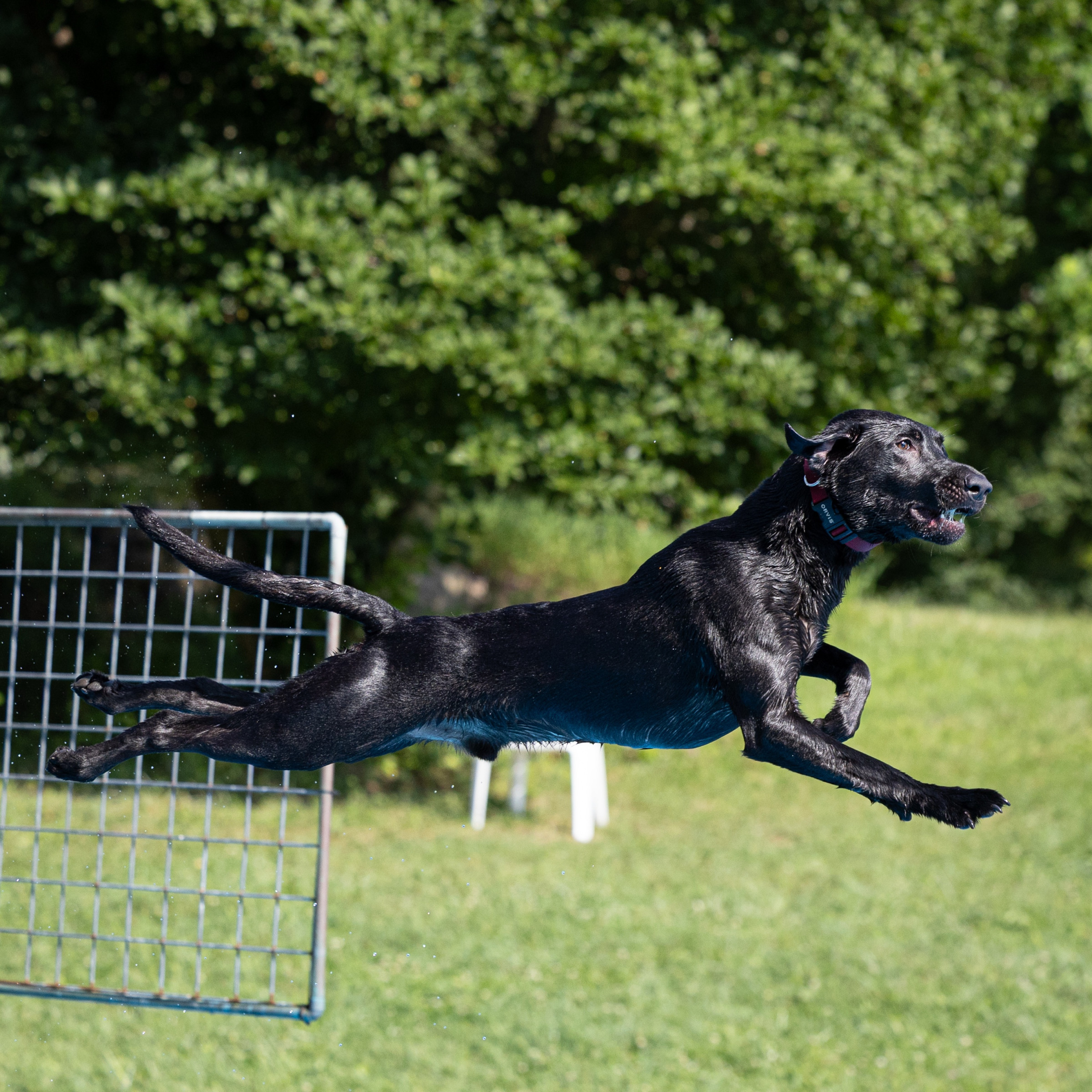 Dog leaping off dock into water at dock diving event