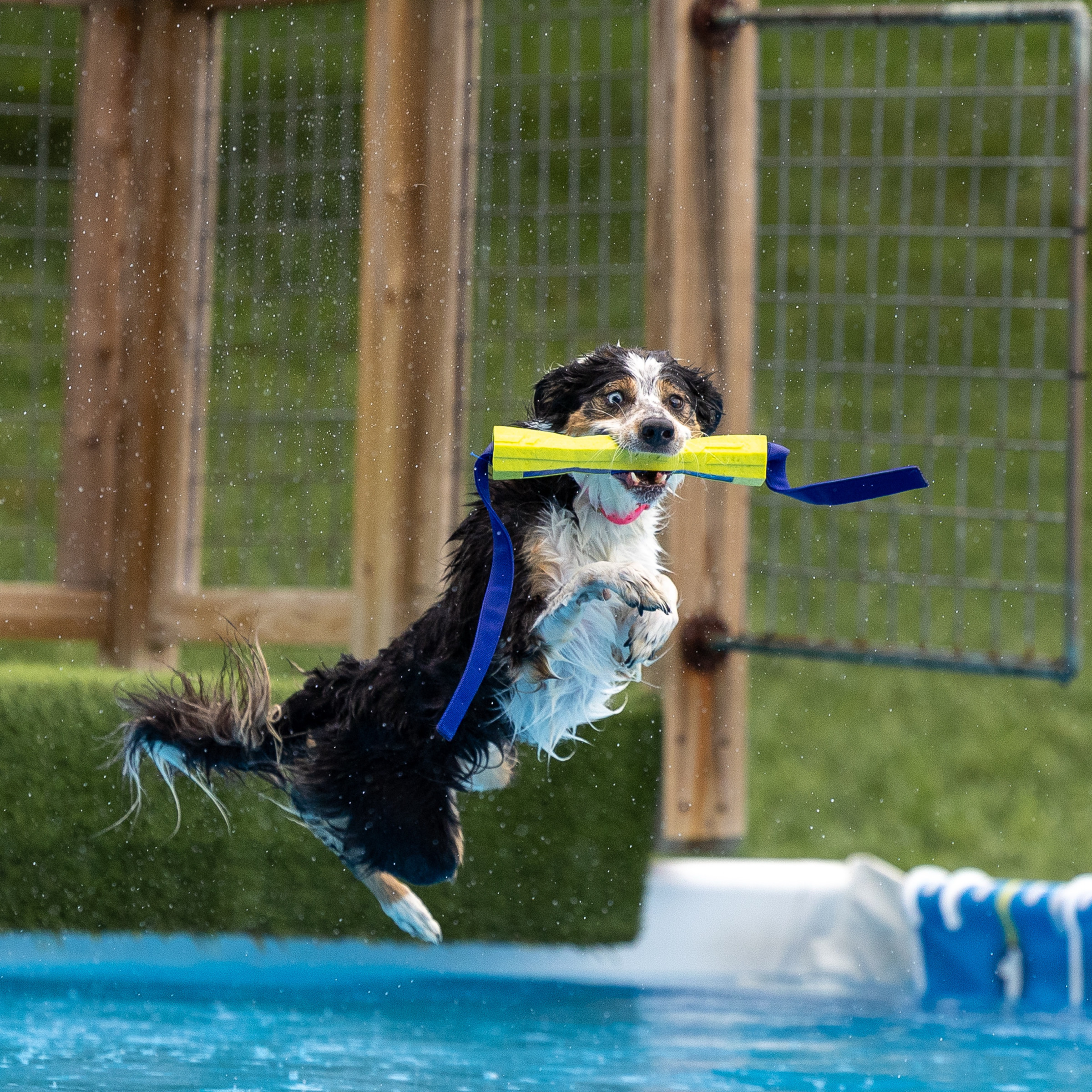 Dog leaping off dock into water at dock diving event