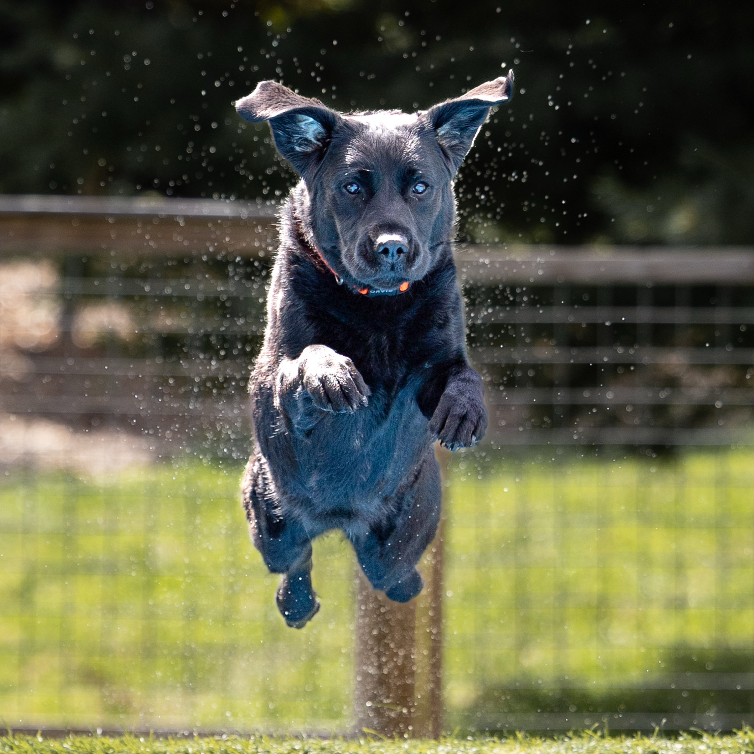 Dog leaping off dock into water at dock diving event