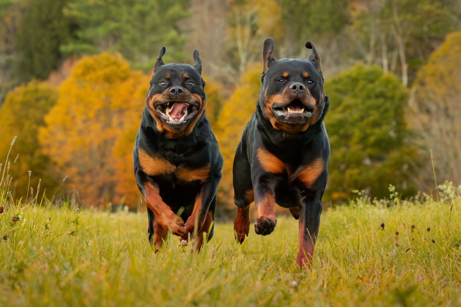 Professional pet photography in Orange County NY