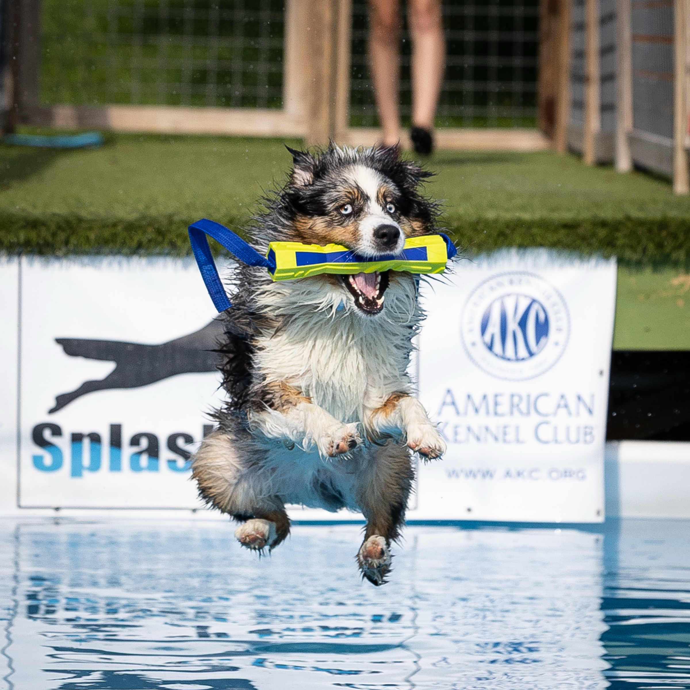 Dog leaping off dock into water at dock diving event