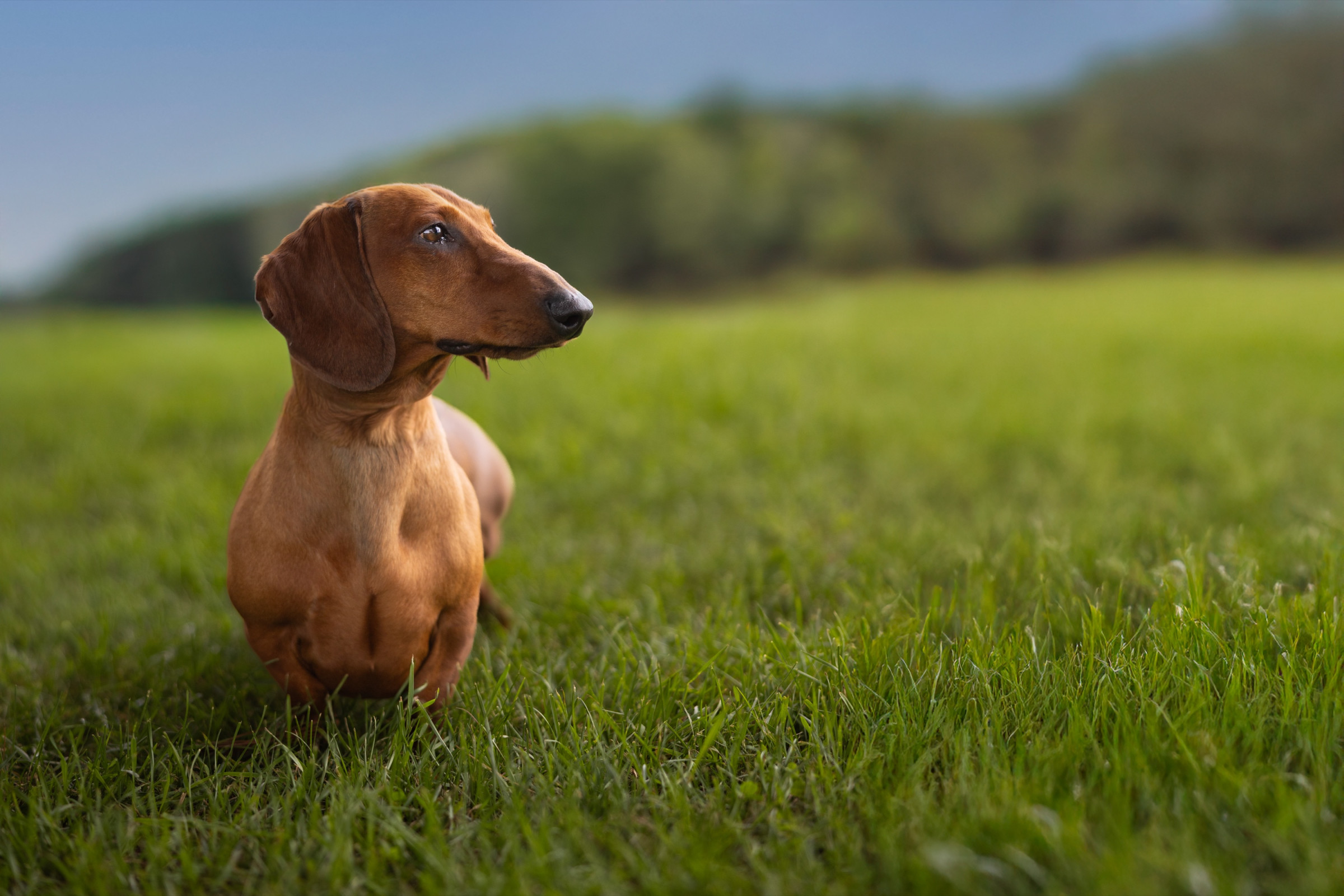 Spring and summer pet photography session outdoors