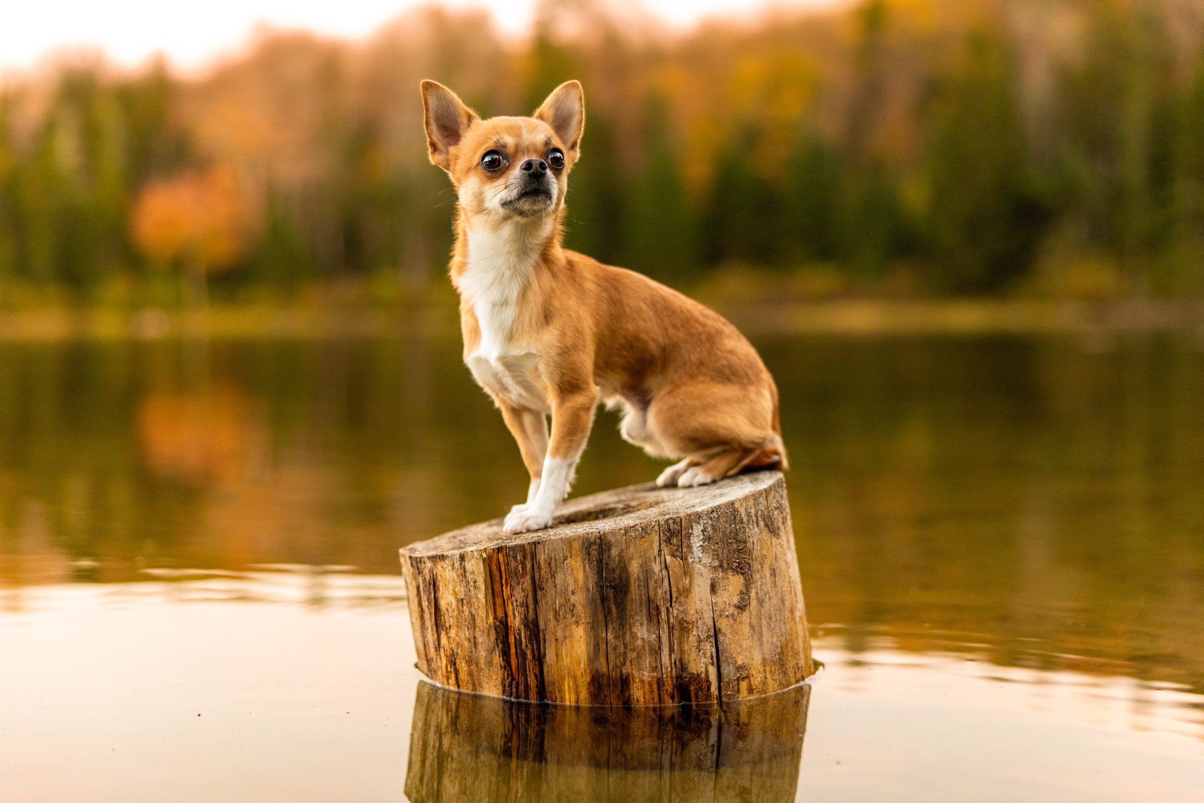 Expressive pet portrait highlighting personality