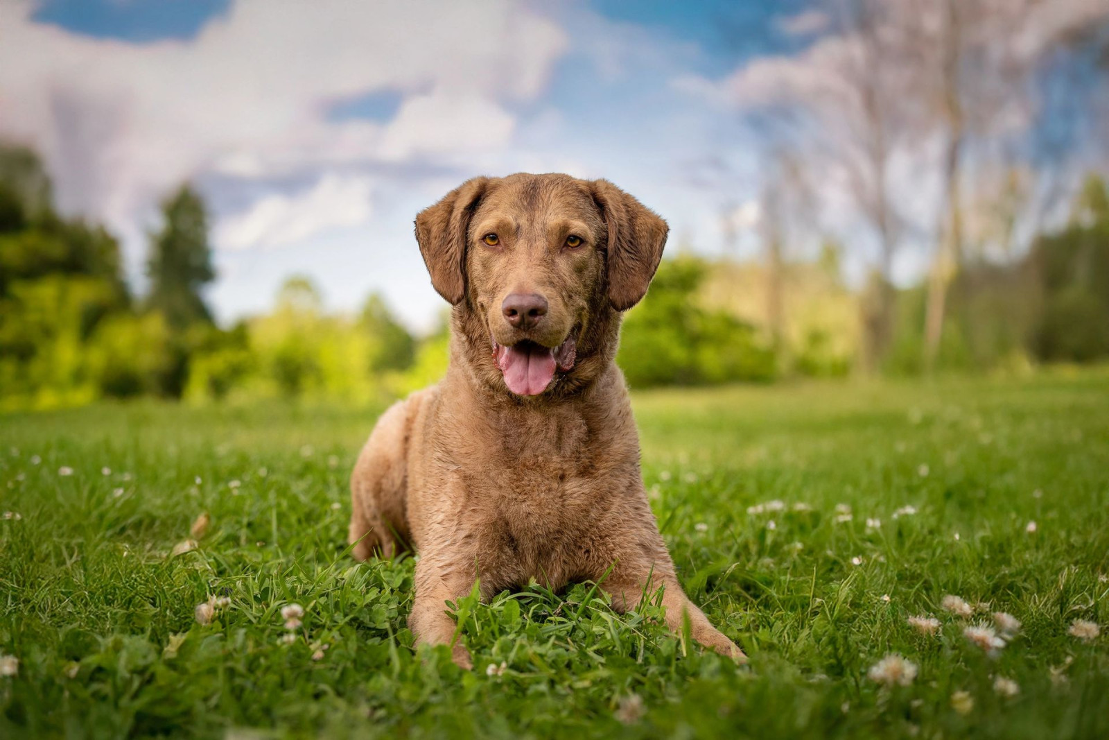 Spring and summer pet photography session outdoors