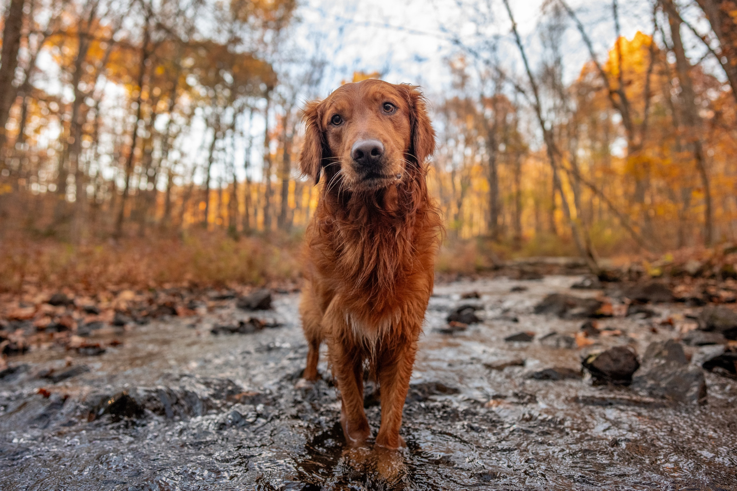 Roadie — photo by Breen Photo