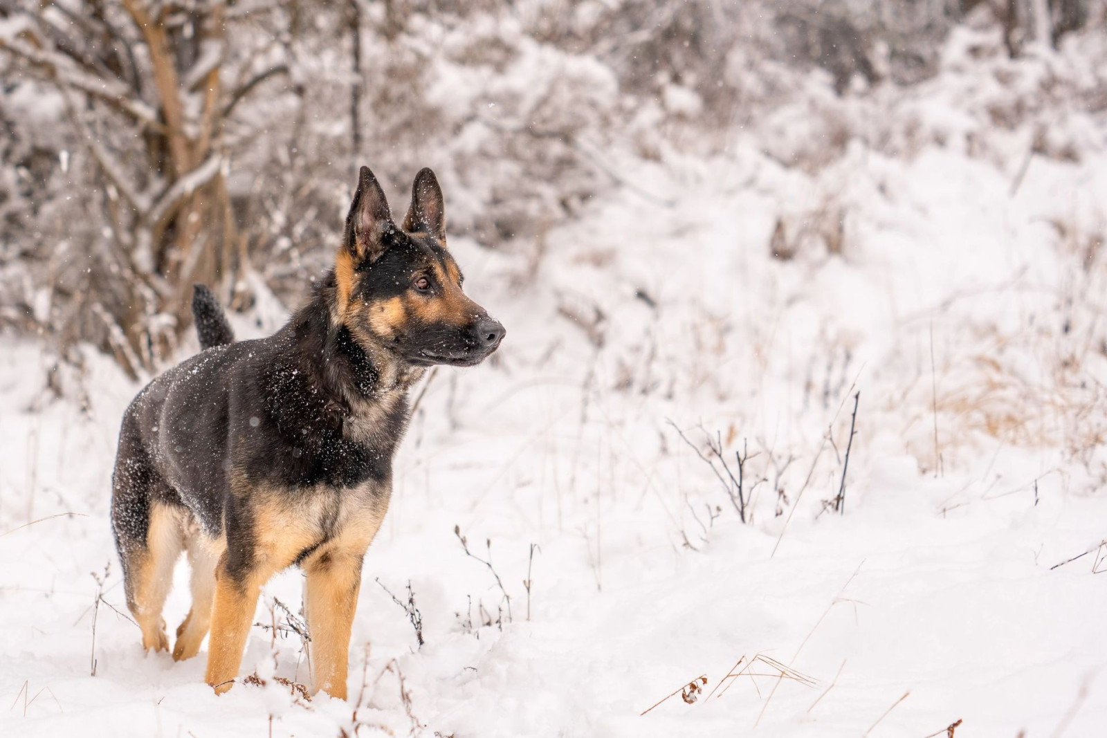 Winter pet portrait in snowy landscape
