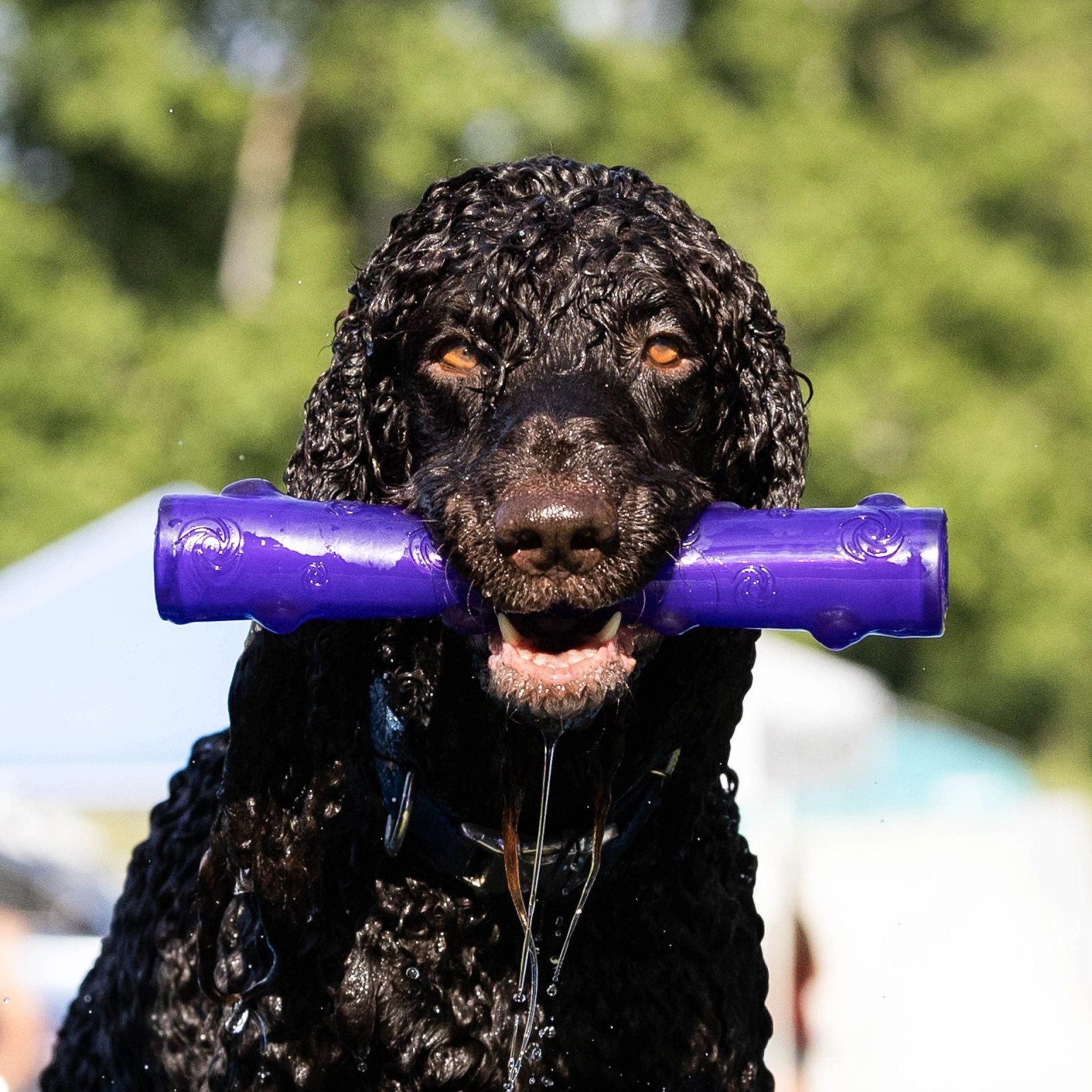 Dog leaping off dock into water at dock diving event
