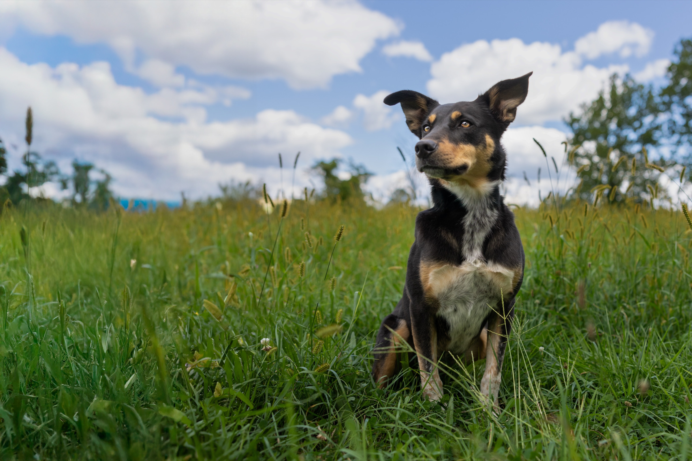Spring and summer pet photography session outdoors
