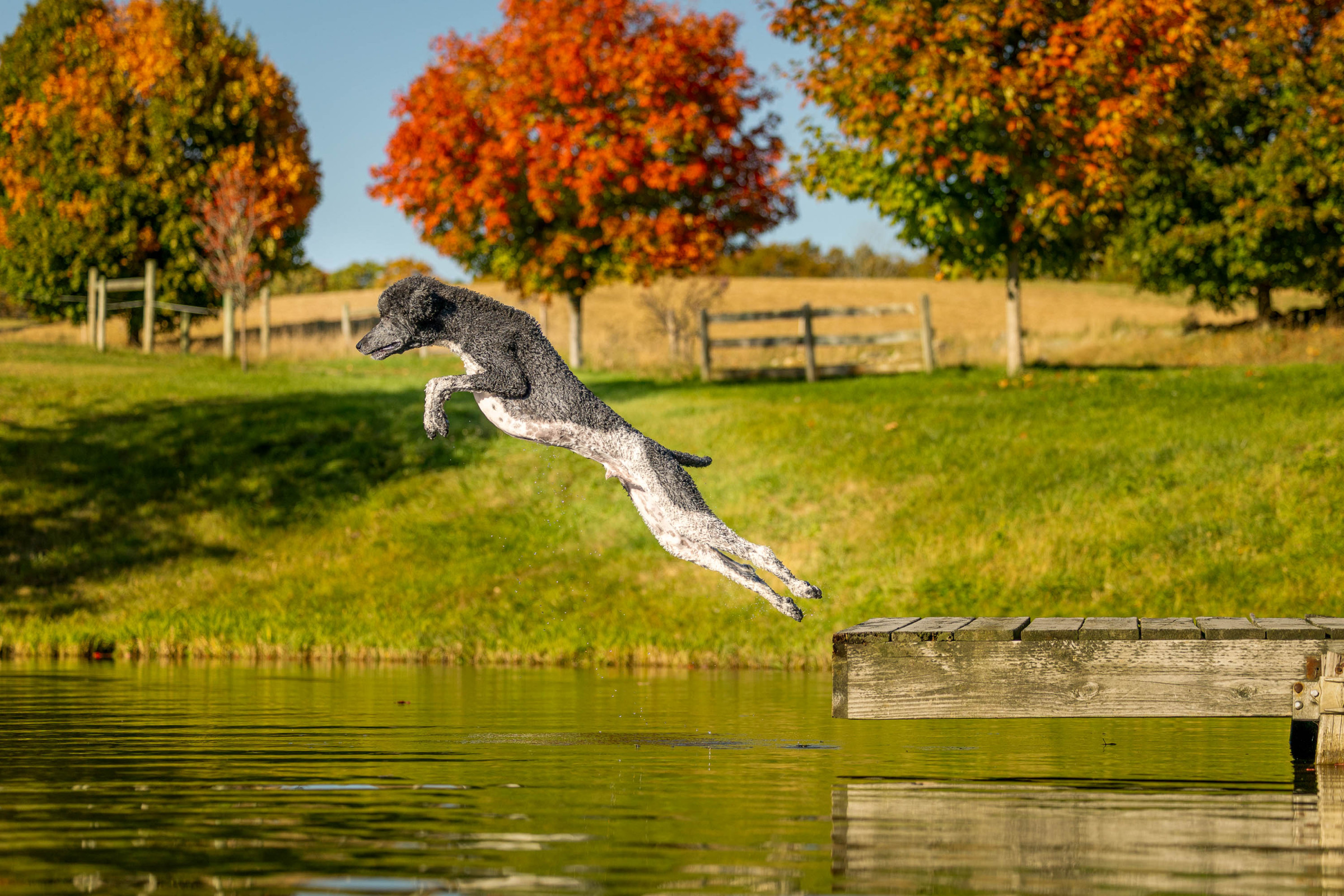 Professional pet portrait by Breen Photo