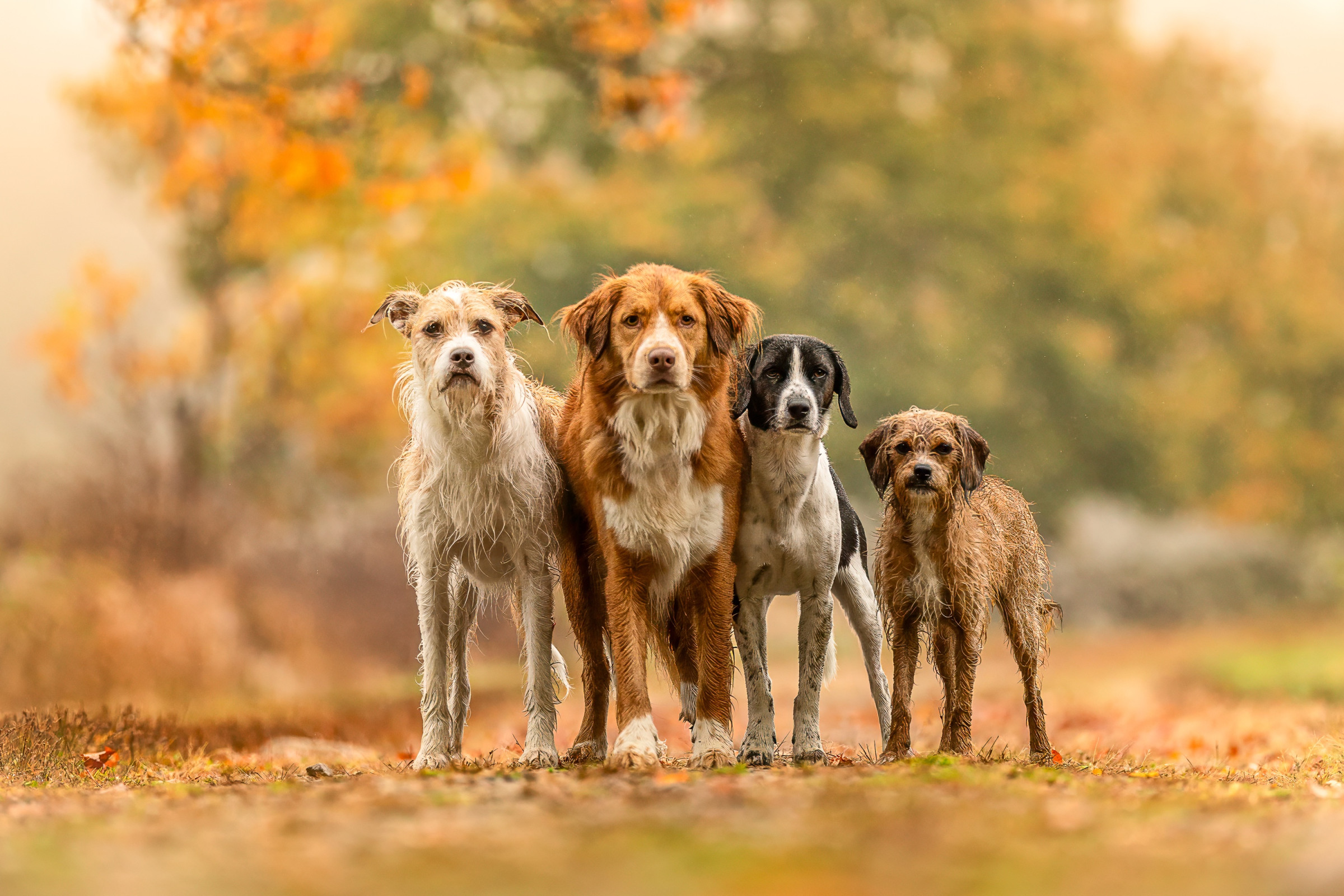 Professional pet portrait by Breen Photo