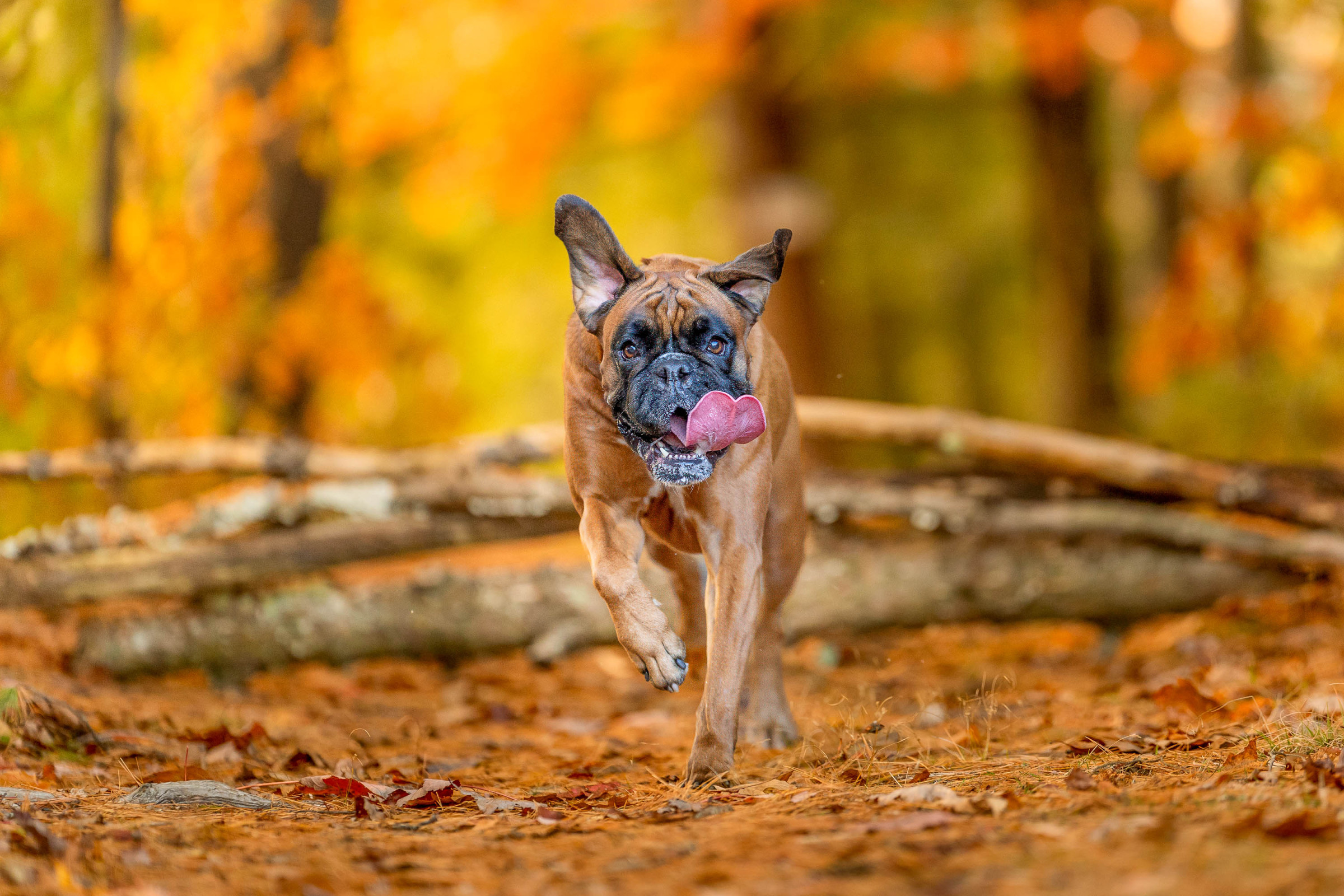 Professional pet portrait by Breen Photo