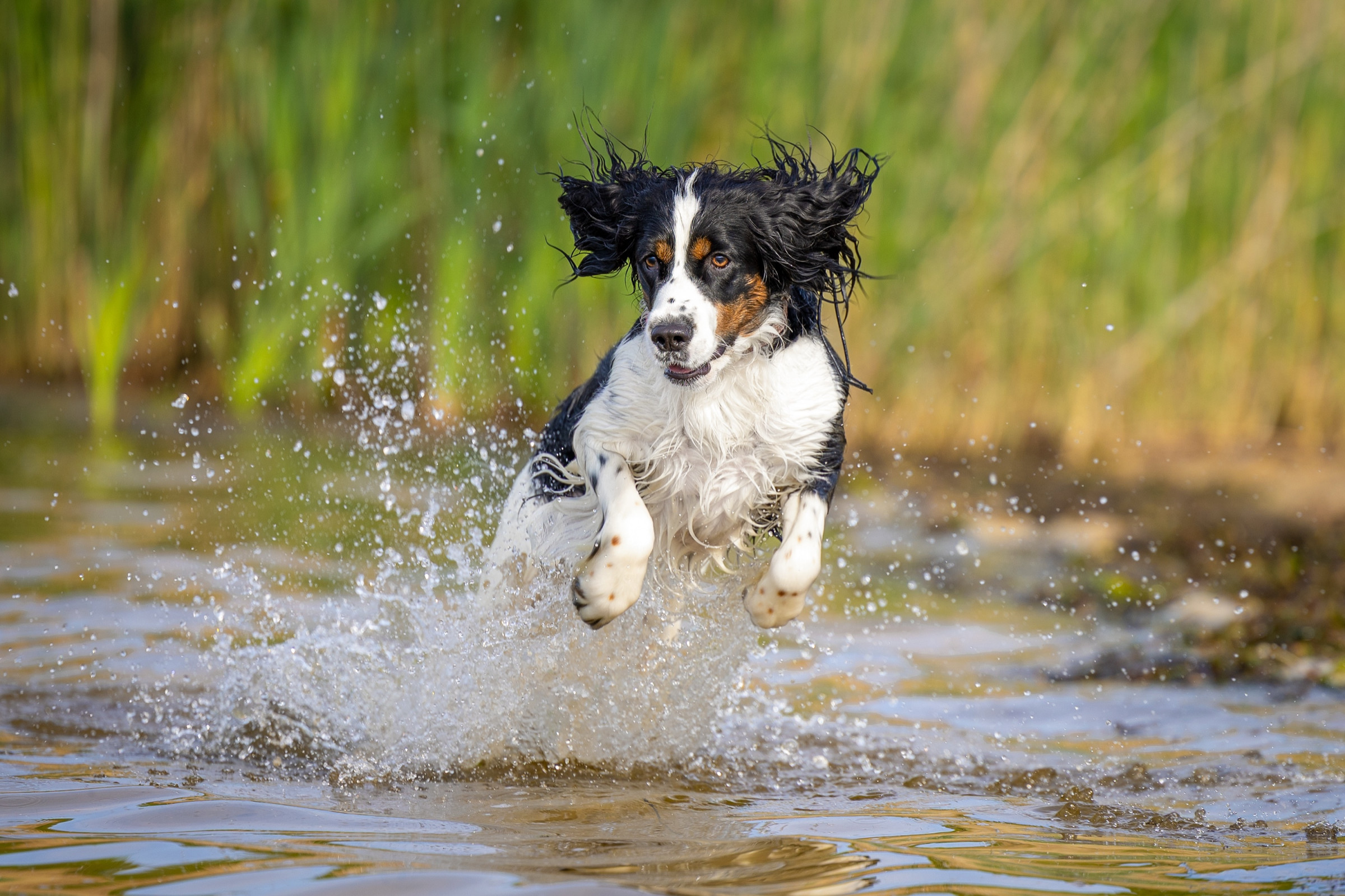 Spring and summer pet photography session outdoors