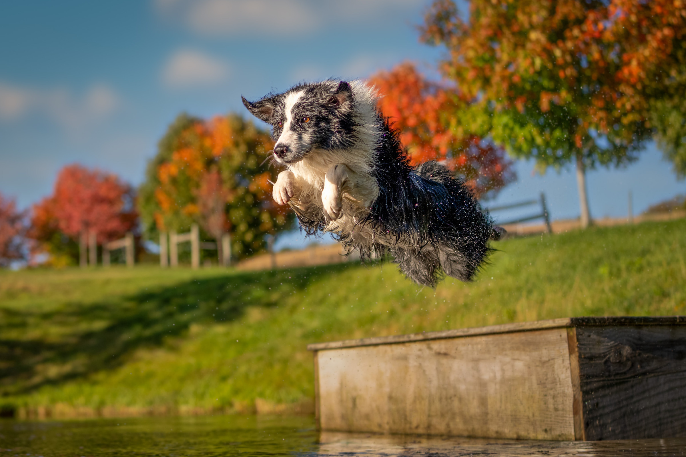 Professional pet portrait by Breen Photo