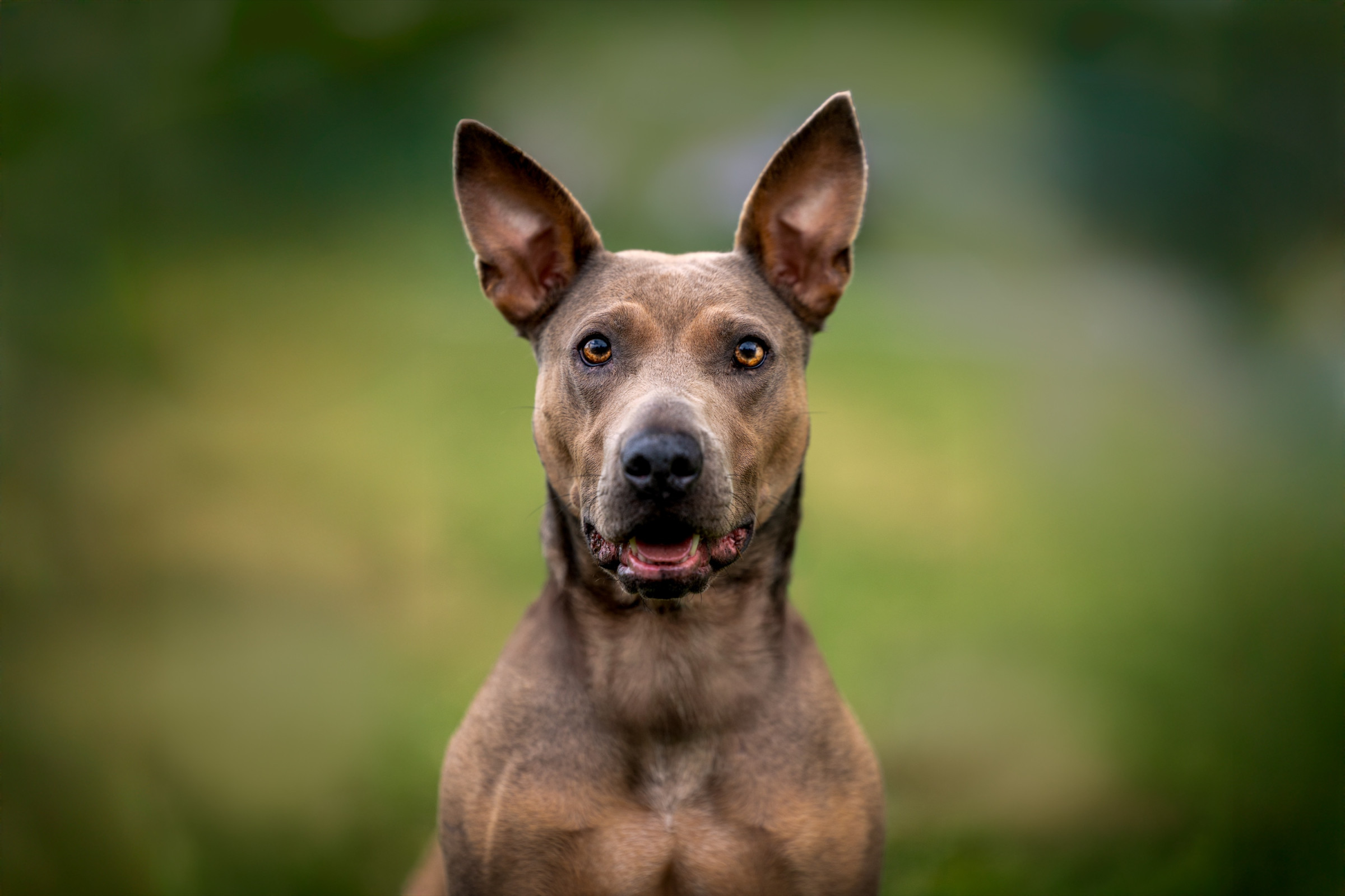 Spring and summer pet photography session outdoors
