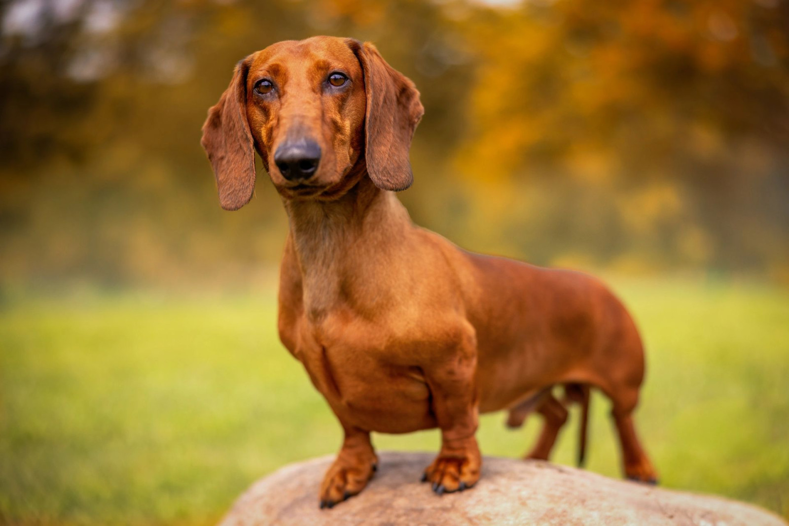 Autumn pet portrait with fall foliage