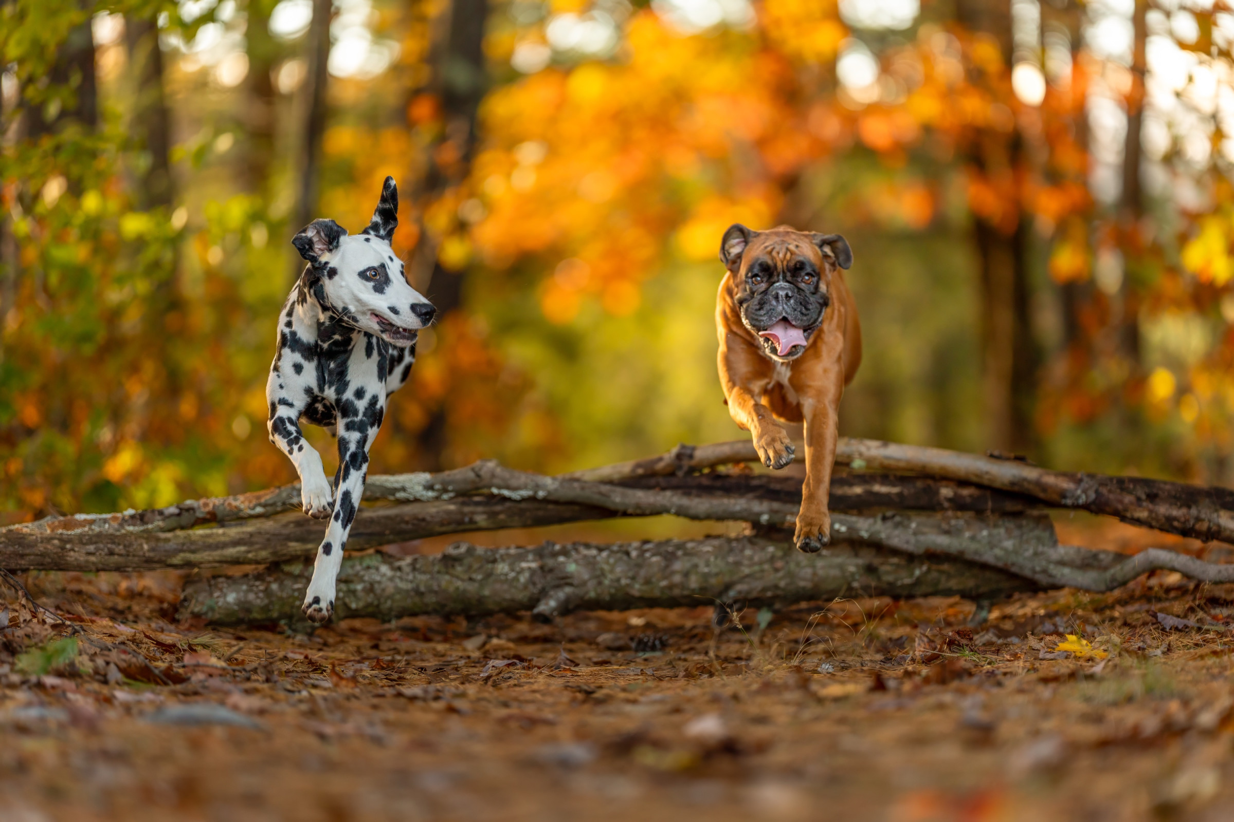 Pet portrait by Breen Photo