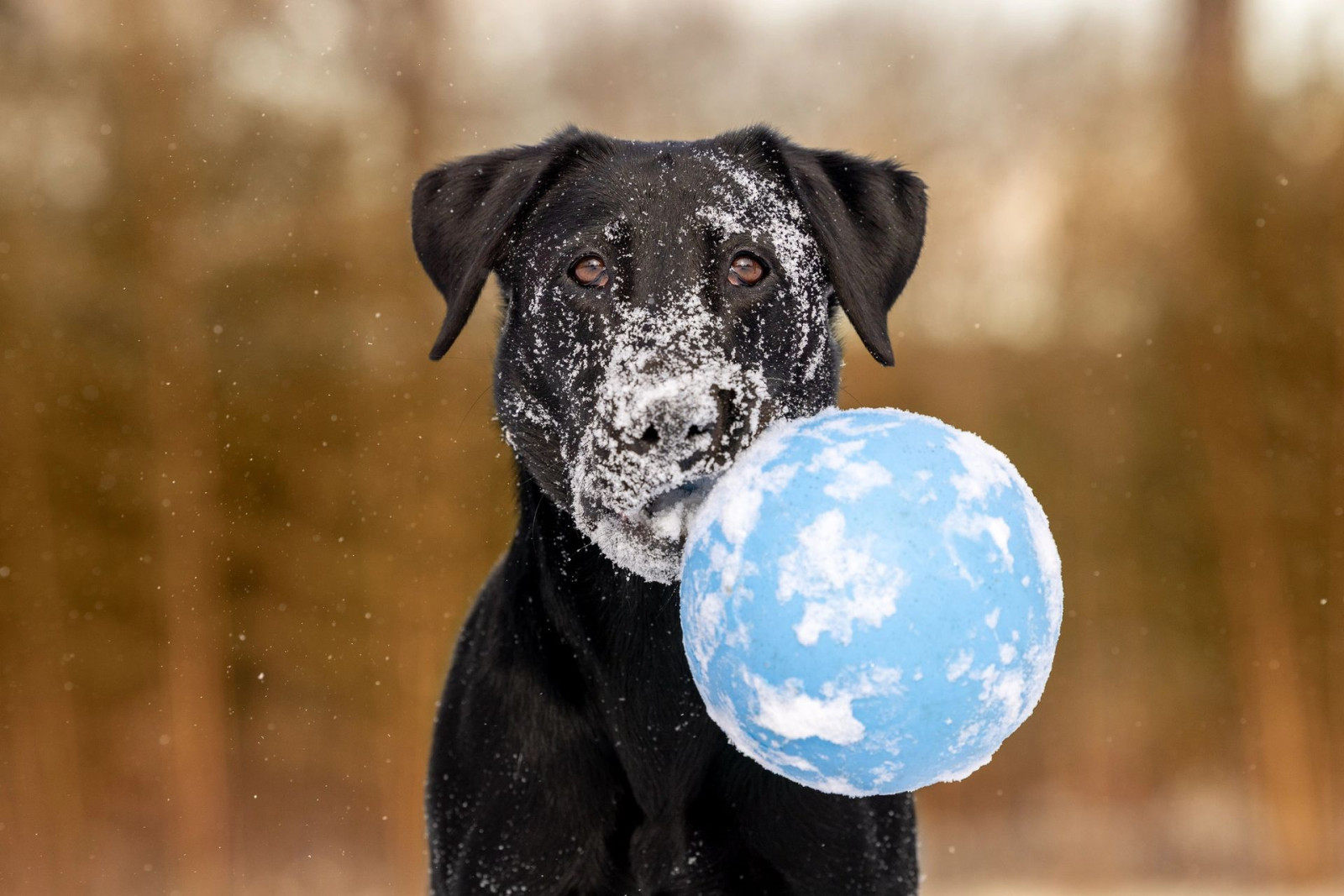 Winter pet portrait in snowy landscape