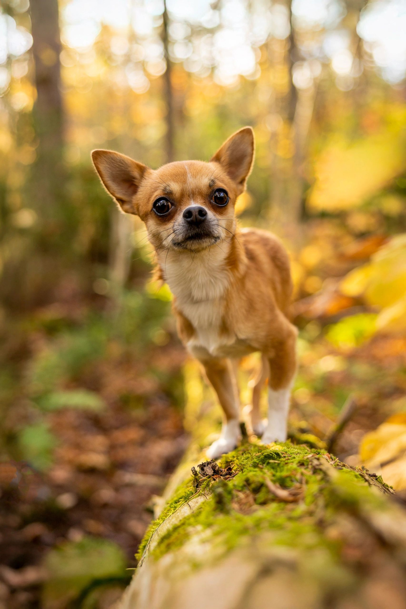 Autumn pet portrait with fall foliage