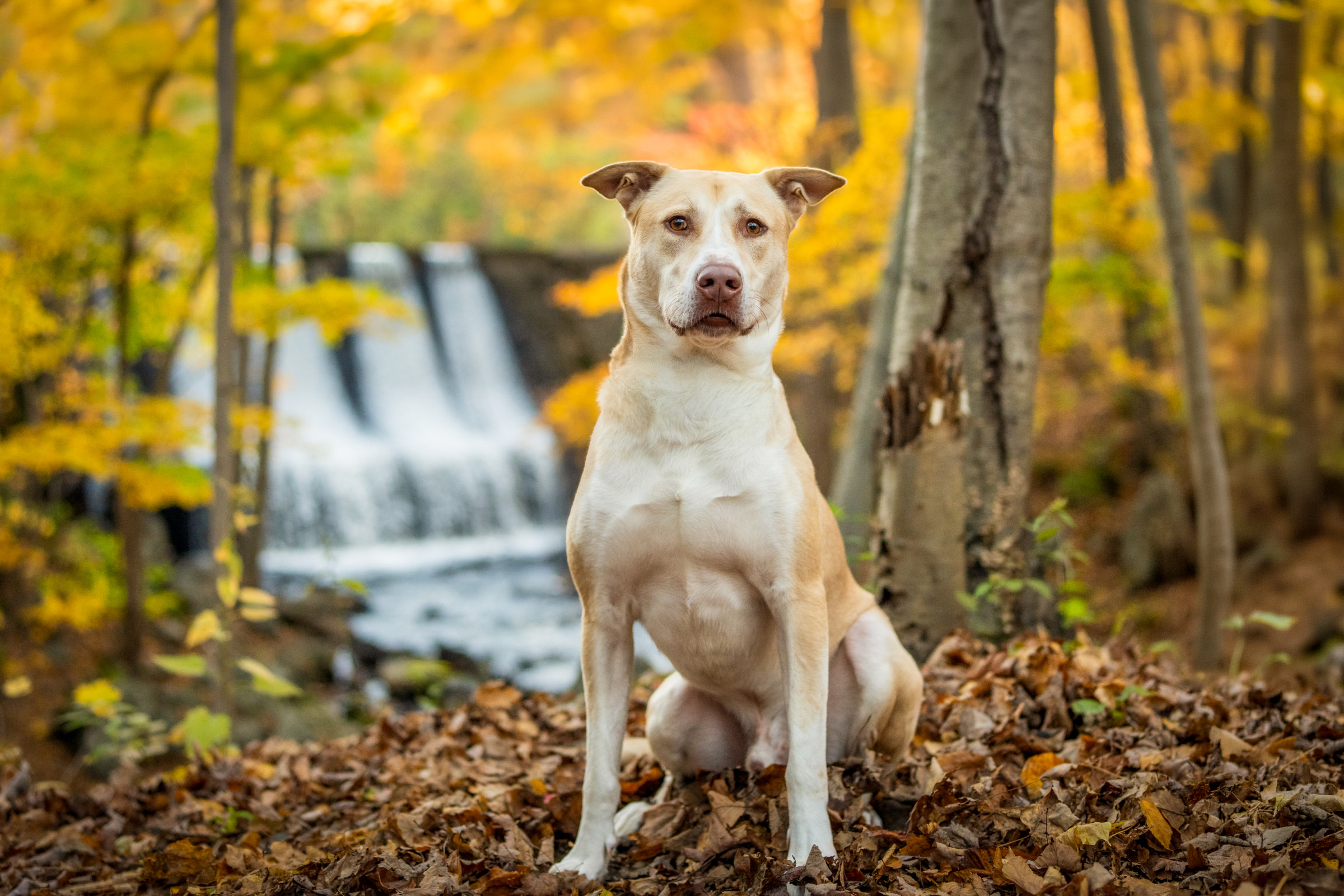 Pet portrait by Breen Photo