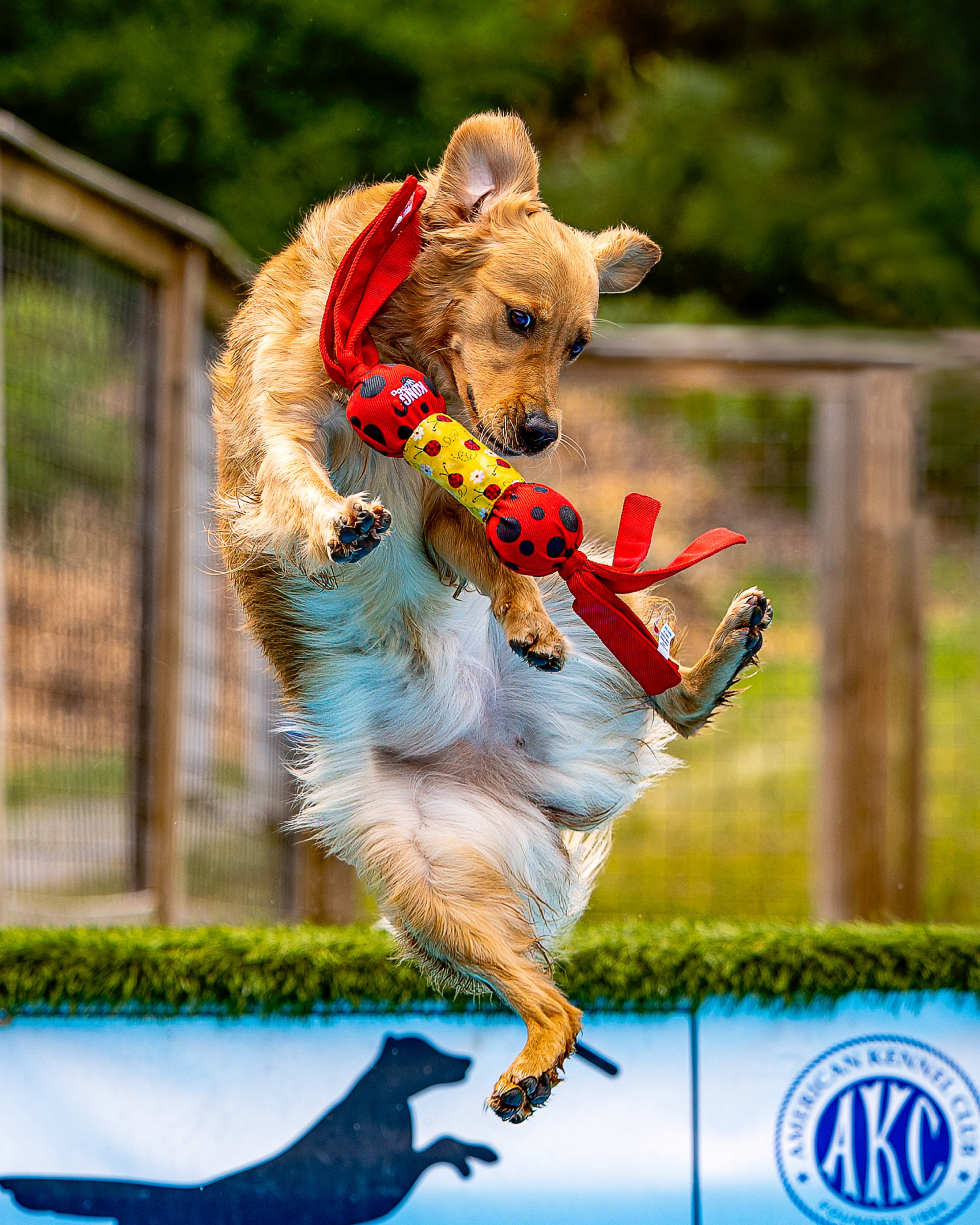 Pet portrait by Breen Photo