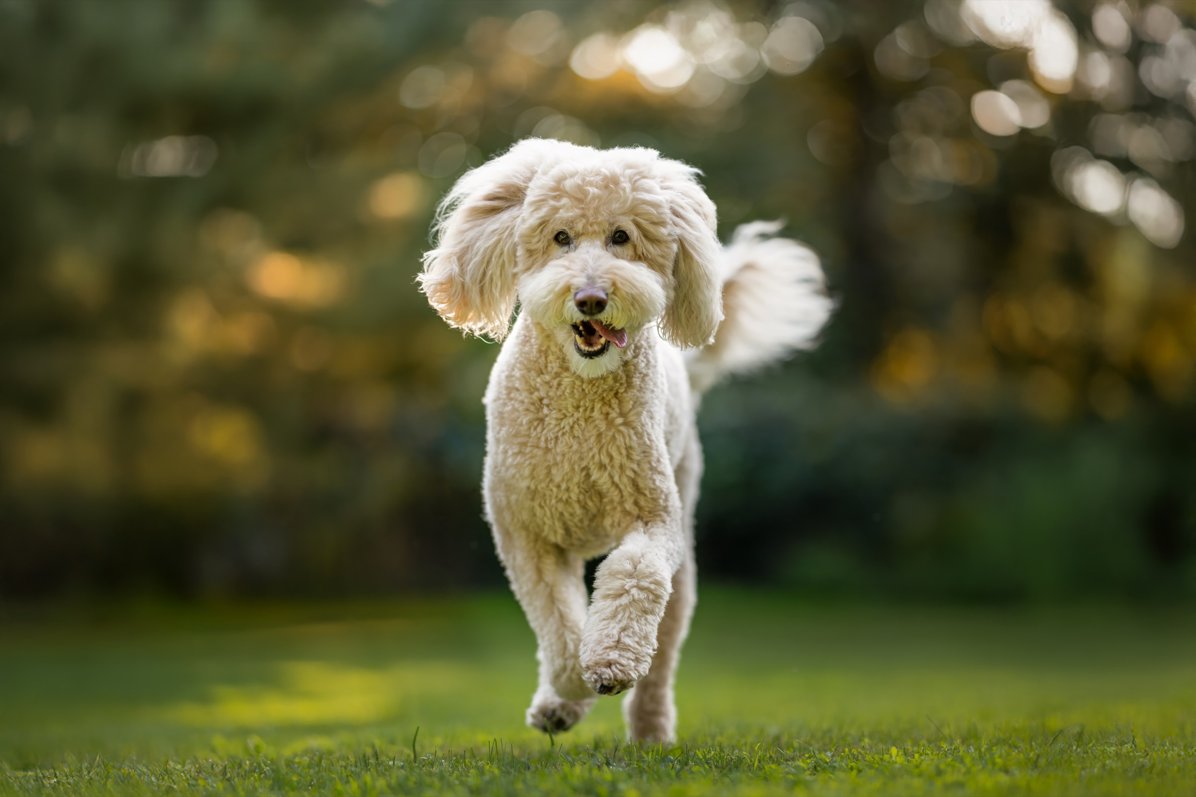 Spring and summer pet photography session outdoors