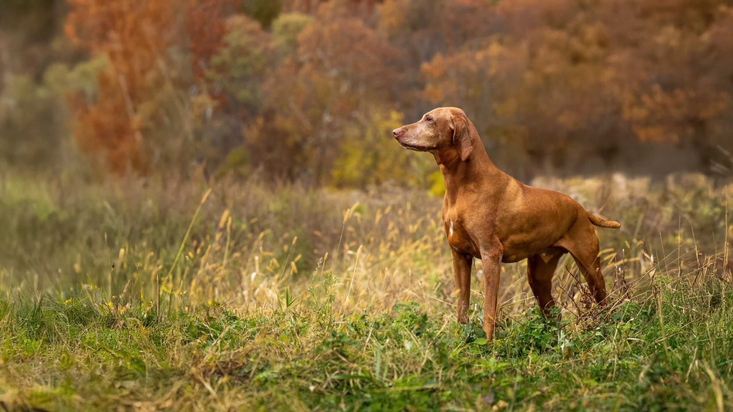 Professional outdoor dog portrait by Breen Photo