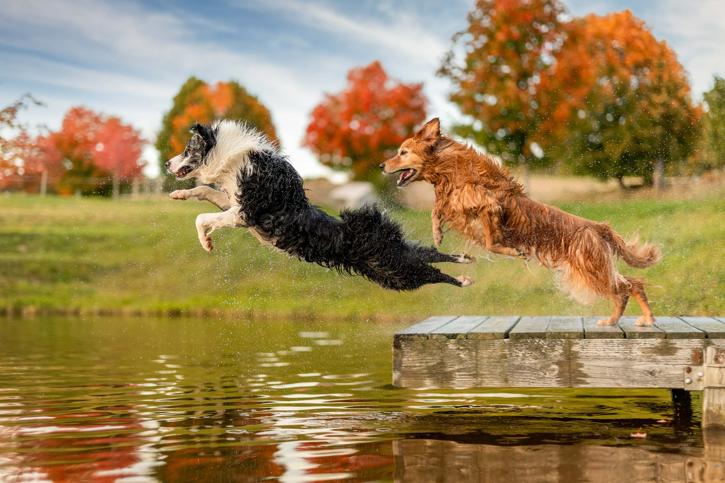 Professional pet portrait by Breen Photo