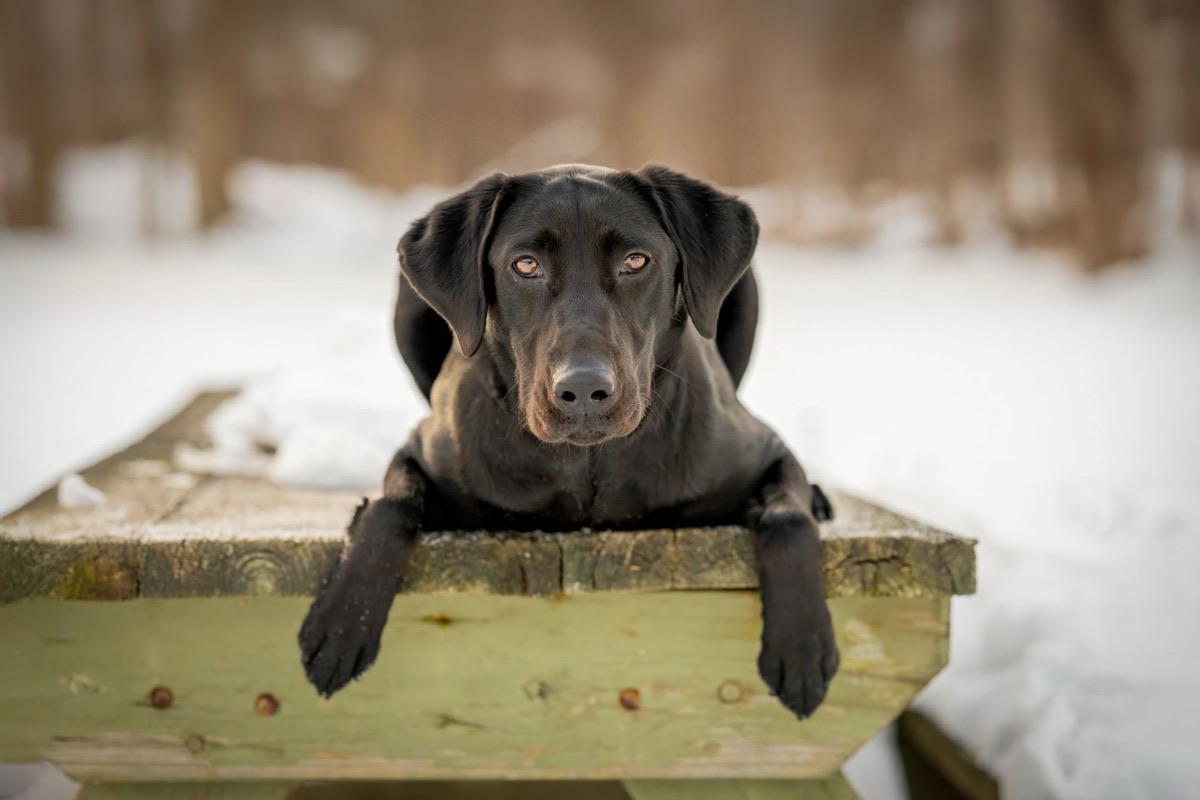 A black lab resting on a snowy dock