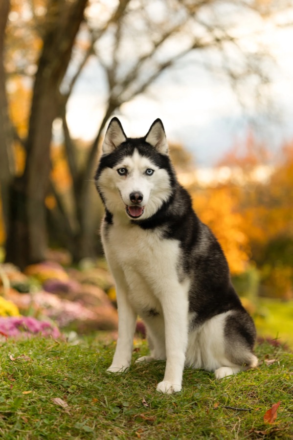 Husky photographed in autumn light — original portrait.