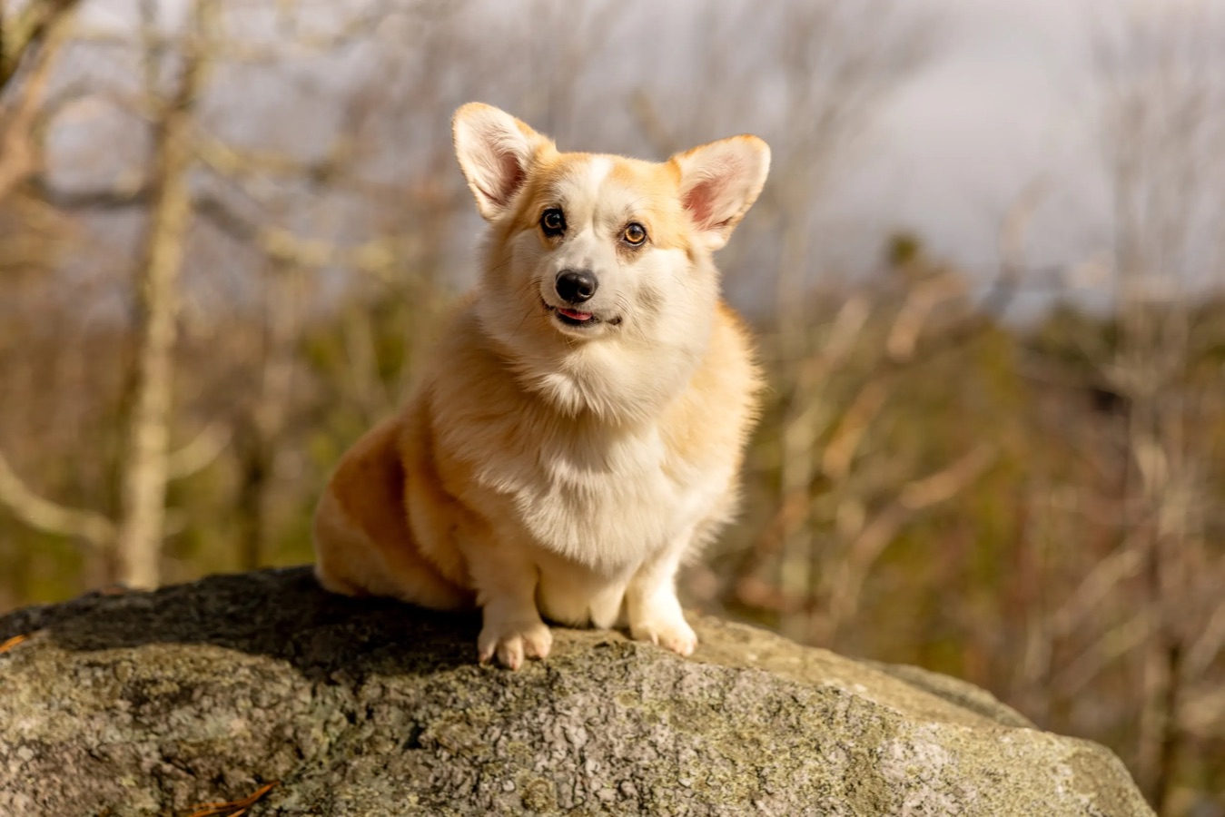 Corgi sitting on a rock — original portrait.