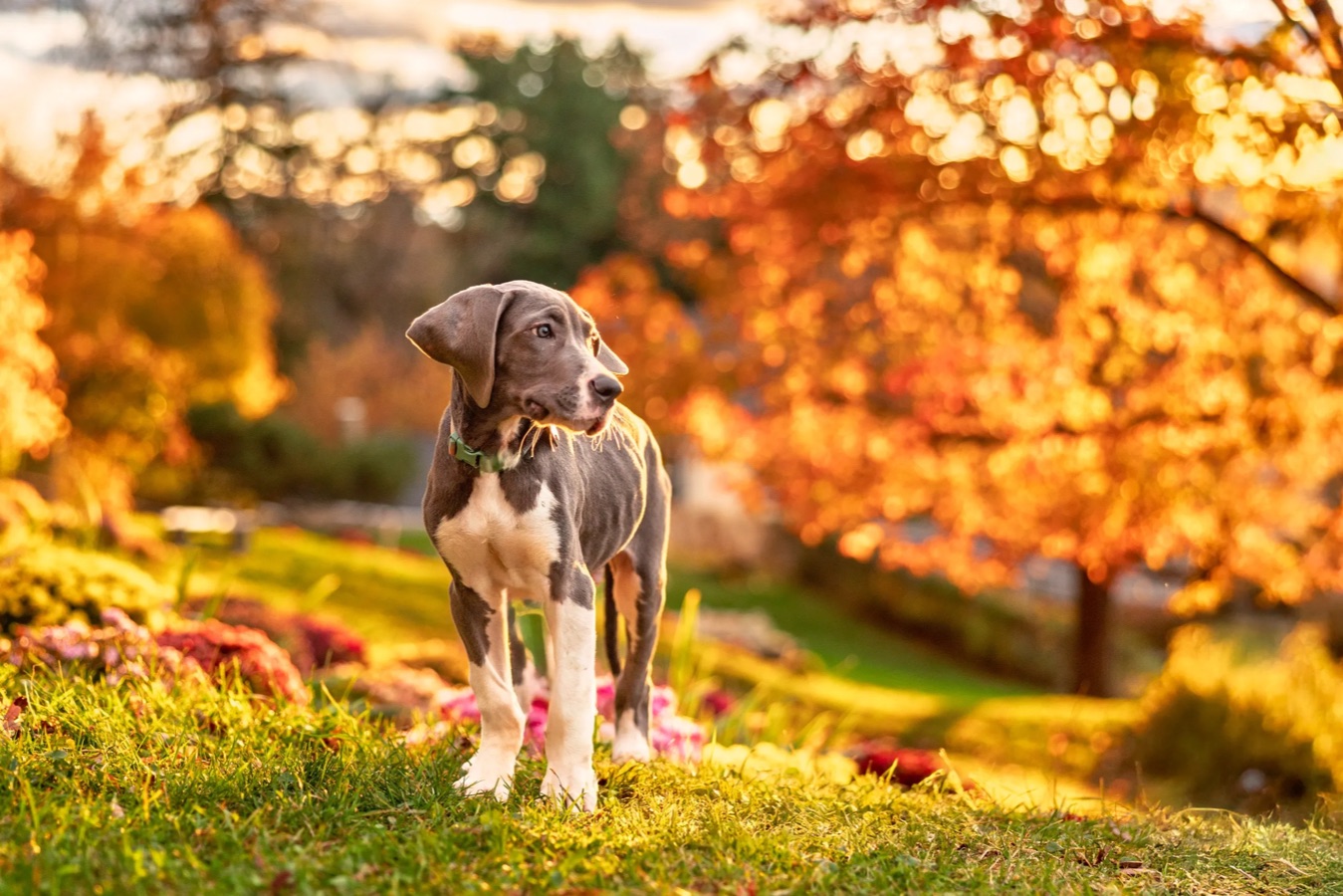 Original dog portrait.