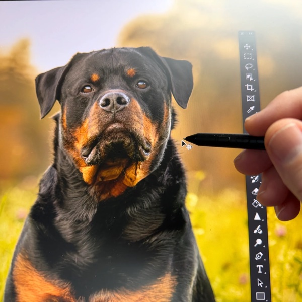 Editing a Rottweiler portrait with a digital pen.