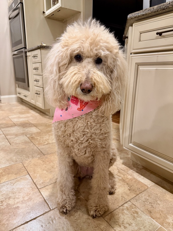 Close-up of a goldendoodle facing the camera in good light