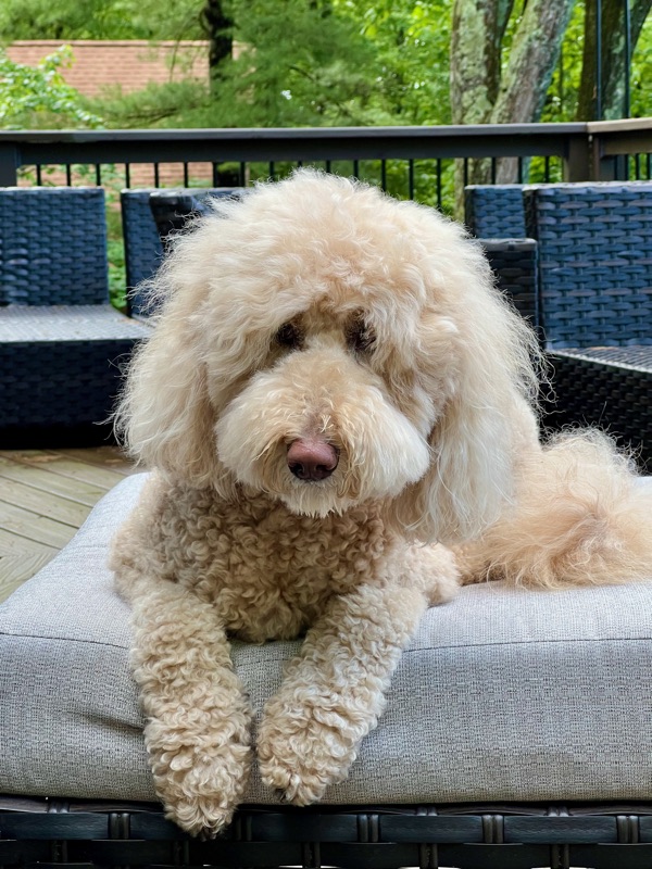 Goldendoodle lying down with both eyes visible