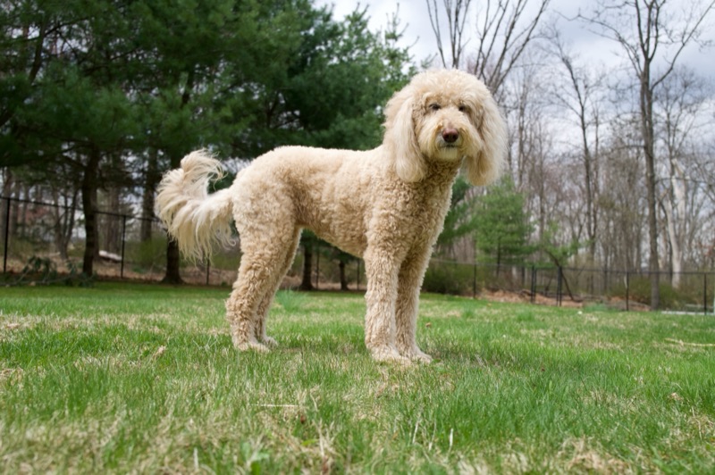 Goldendoodle in full body standing pose outdoors