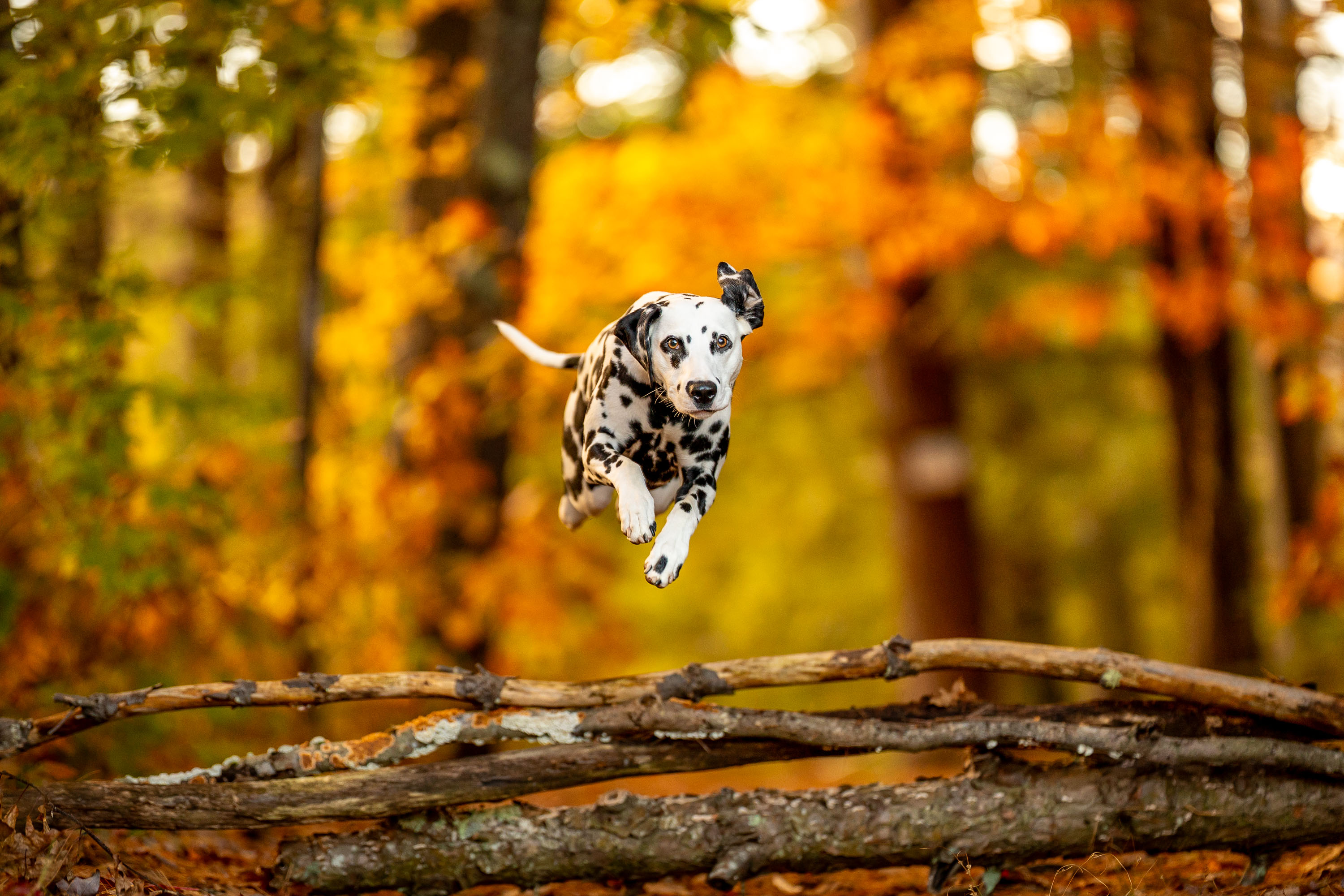 Professional pet portrait by Breen Photo