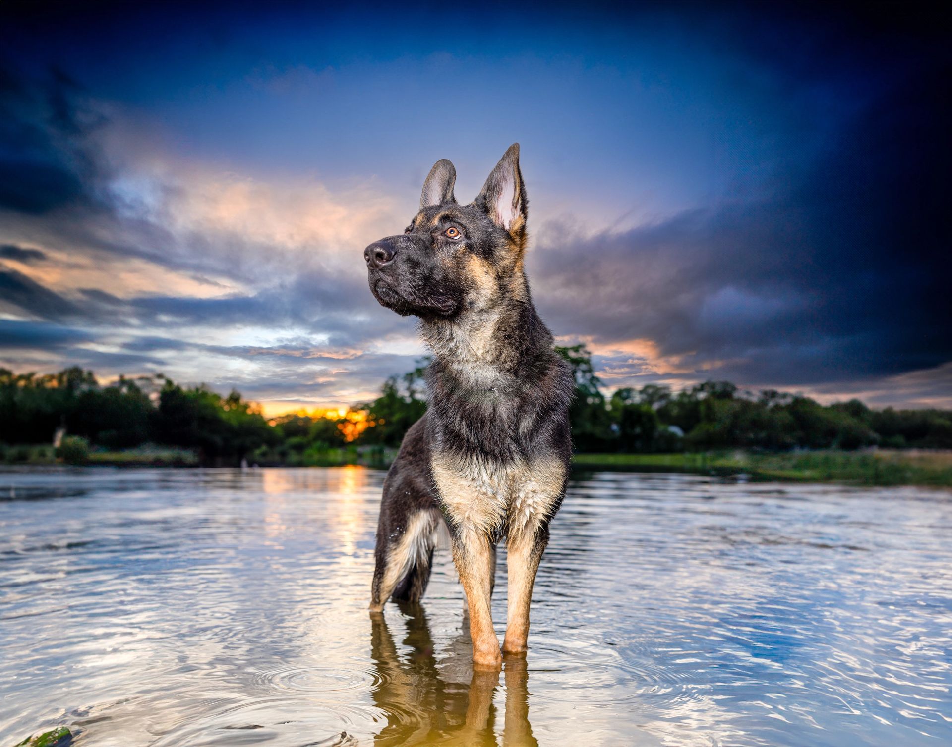 Spring and summer pet photography session outdoors