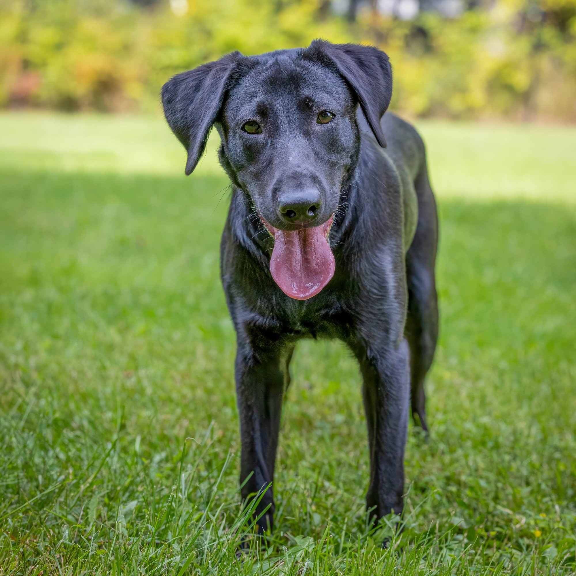 black lab puppy standing in a grassy field