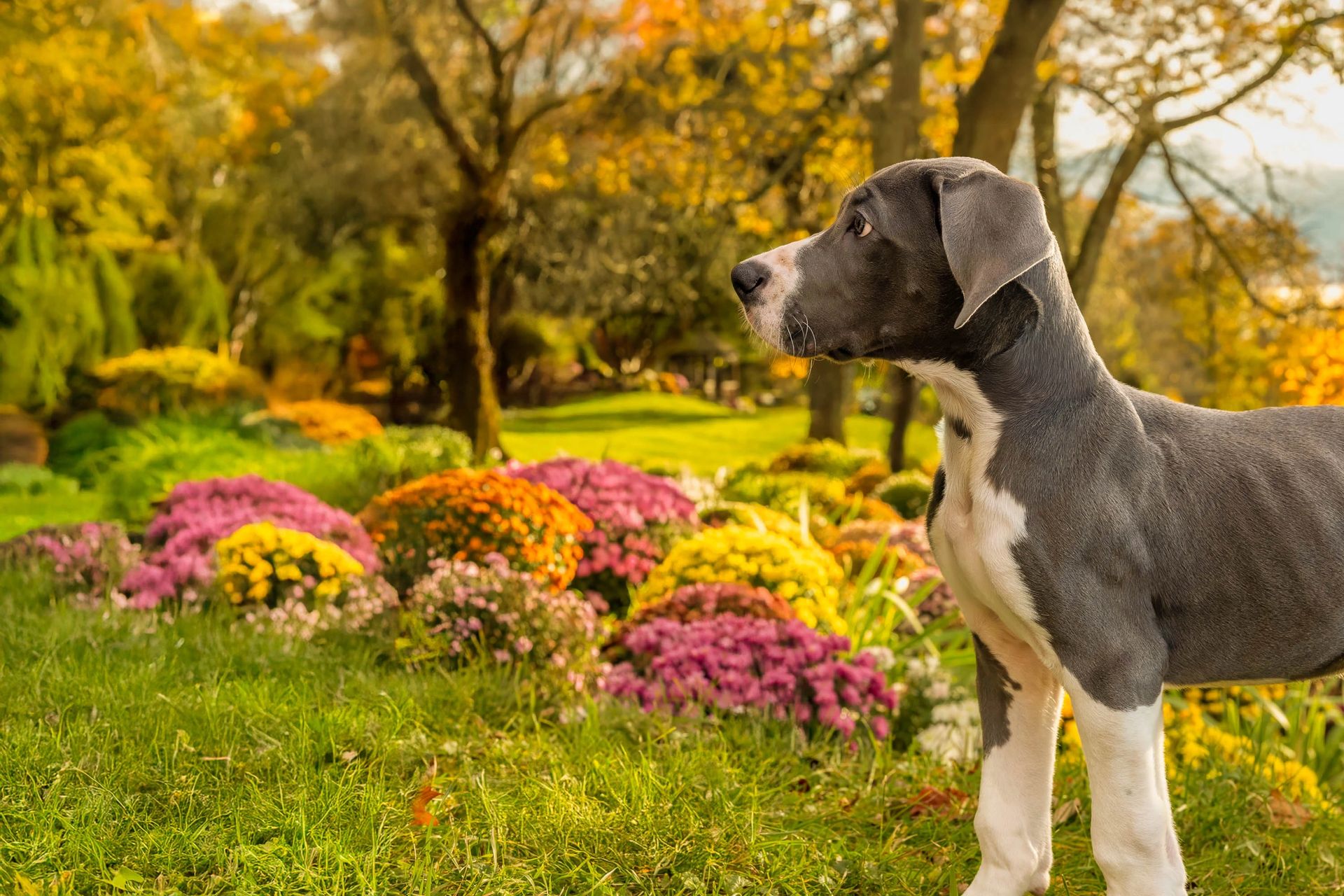 Great Dane puppy with Mums