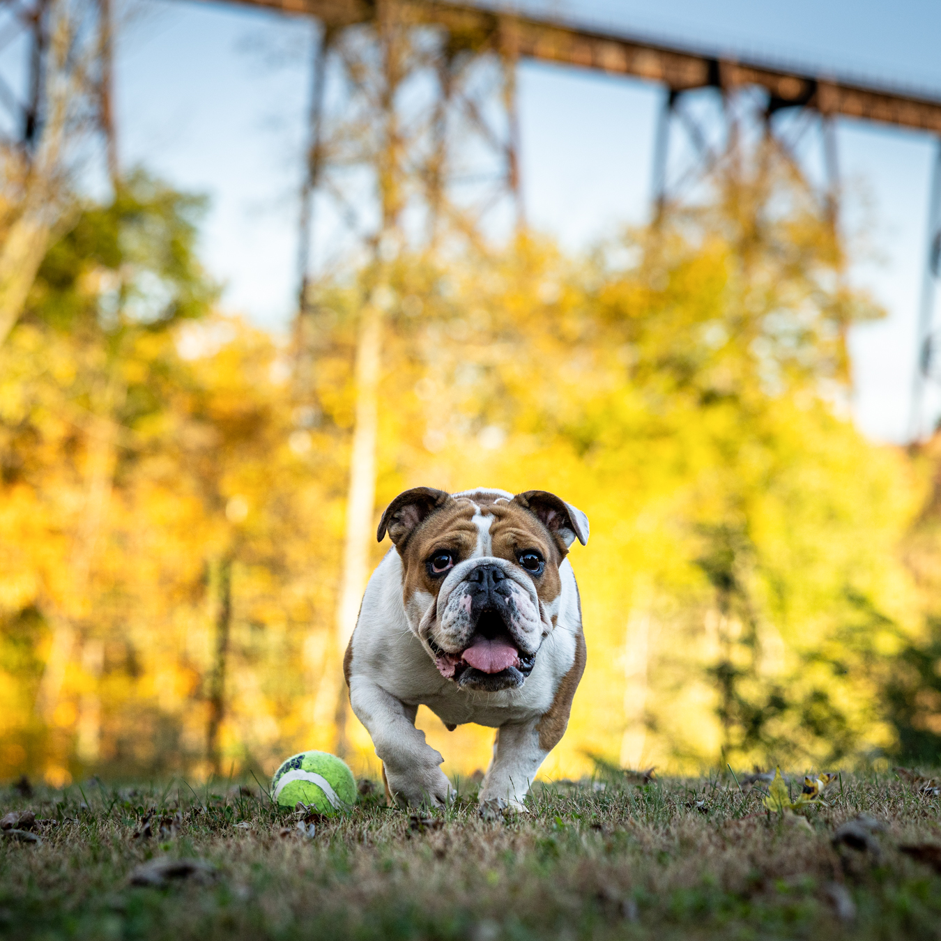 An English bulldog running through grass with a tennis ball — sample reference photo